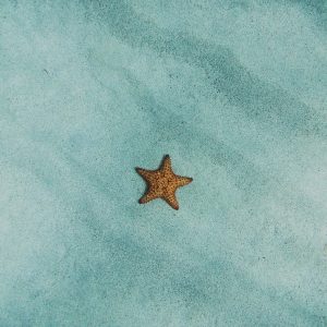 Reconéctate... Programa Estrella de Mar